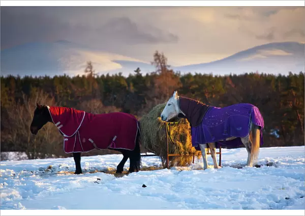 Scotland, Scottish Highlands, Cairngorms National Park. Horses grazing in a winter landscape of snow covered fields, hills and mountains near