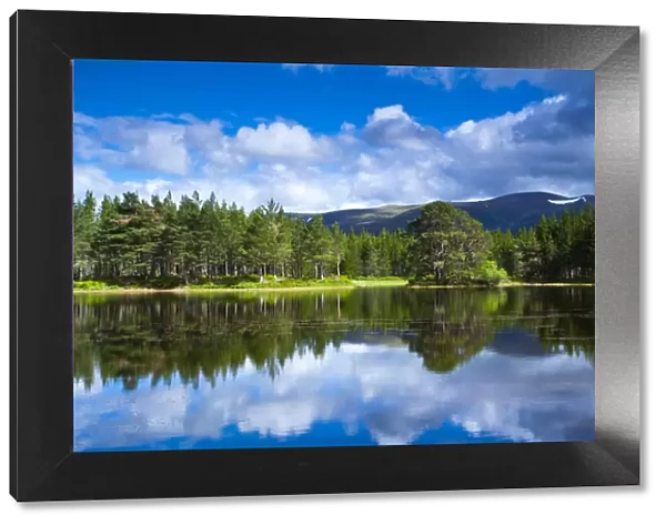 Scotland, Scottish Highlands, Cairngorms National Park. Native woodland of the Rothiemurchus Estate