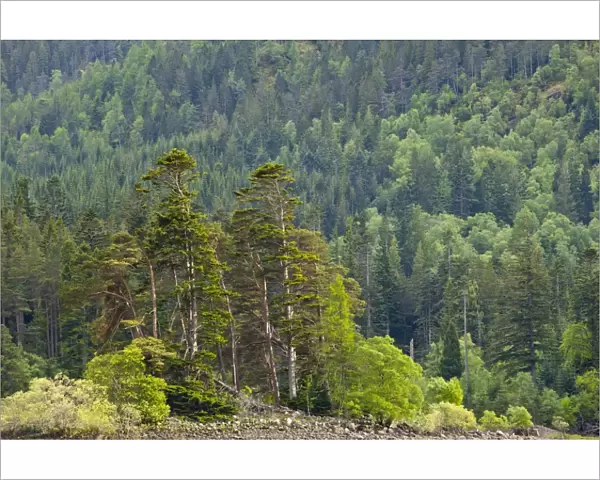 Scotland, Scottish Highlands, Loch Laggan. Group of native Scots Pine trees on the banks of Loch Laggan, remnants of the ancient