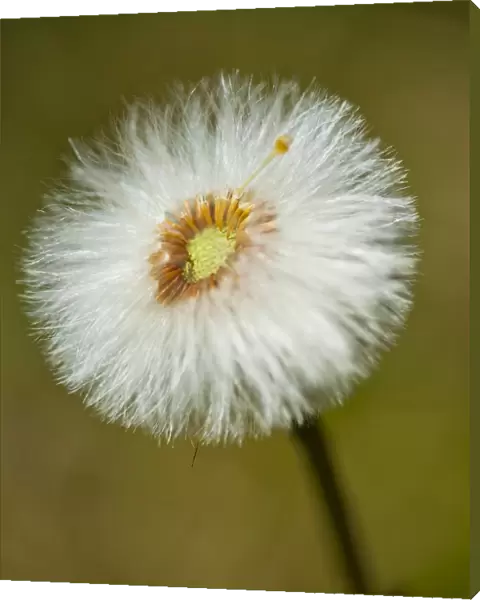 England, Northumberland, Cramilington, Detail shot of a Dandelion flower  /  head