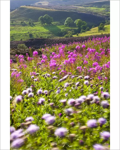 England, Staffordshire, Peak District National Park. Wild flowers and summer heather on moorland near the Roaches in the Peak District