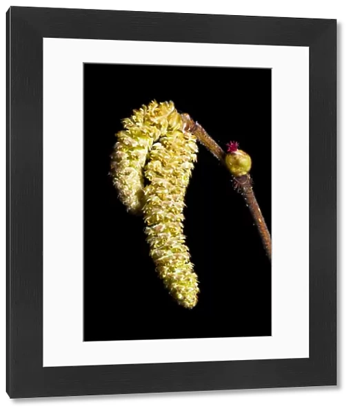 England, Northumberland, Plessey Woods Country Park. Hazel Catkins photographed against a black background