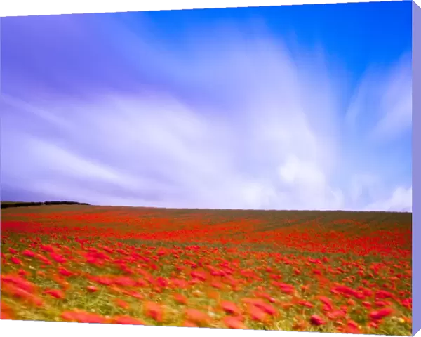 England, Northumberland, Corbridge. Poppy Field in Northumberland, UK