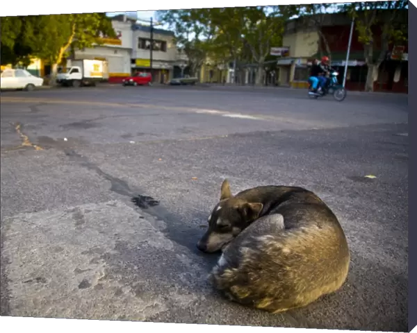 Argentina, Mendoza, Malargue. Stray dog sleeping in the bus station of Malargue