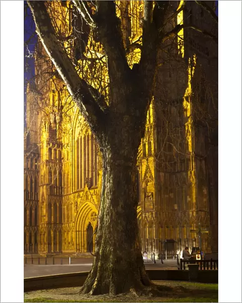 England, North Yorkshire, York City. Grand tree with the equally grand York Minster Cathedral in the distance, with a street busker playing a piano
