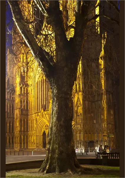 England, North Yorkshire, York City. Grand tree with the equally grand York Minster Cathedral in the distance, with a street busker playing a piano