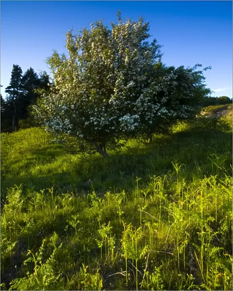 England, Northumberland, Kyloe Hills. Native ferns and flowering Hawthorn Tree on the Kyloe Hills