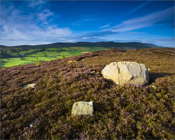 England, Northumberland, Rothbury. Flowering heather on the open moorland known as the Rothbury Terraces, looking