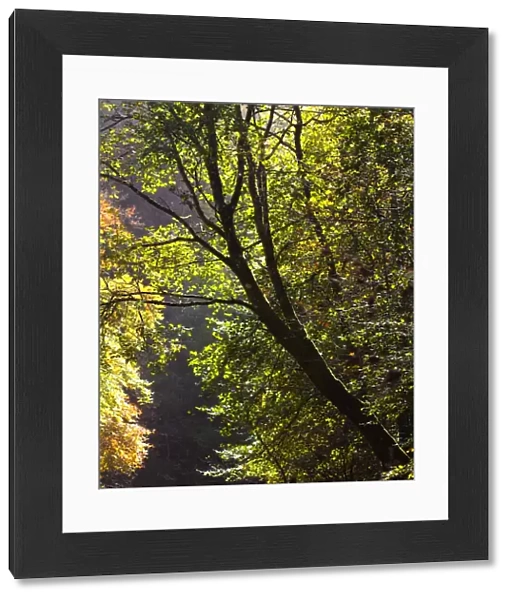 England, Northumberland, Allen Banks & Staward Gorge. Tree on the banks of the River Allen within the