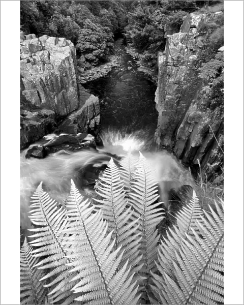 Waterfall Ferns