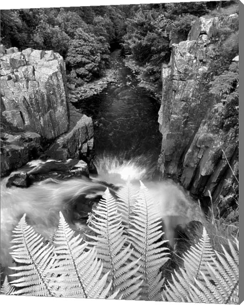 Waterfall Ferns
