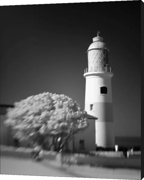 Lighthouse Tree