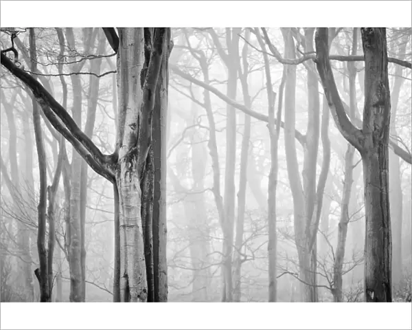 Tree Mist. England, Tyne & Wear, Holywell Dene