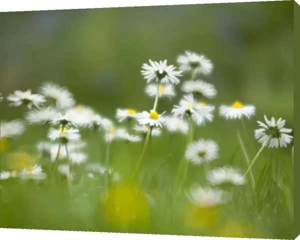 England, Northumberland, Daisy Flowers