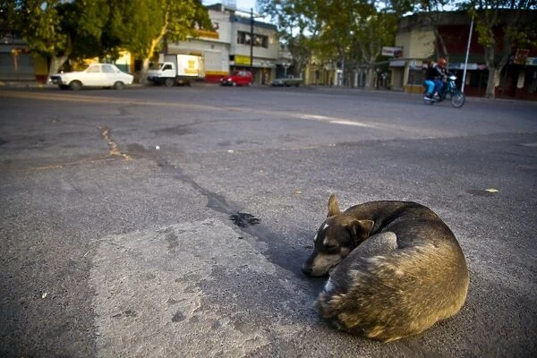 Argentina, Mendoza, Malargue. Stray dog sleeping in the bus station of Malargue