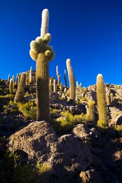 Bolivia, Southern Altiplano, Salar de Uyuni. Cacti growing on Isla de Pescado