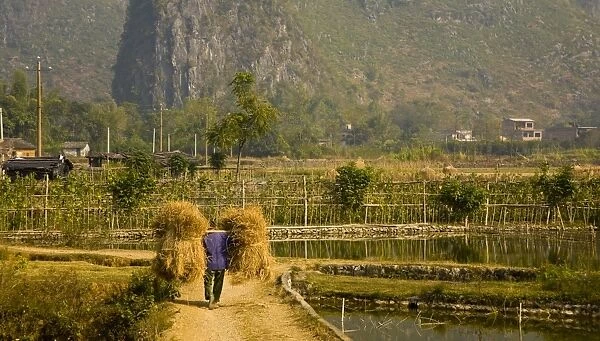 China, Guangxi Zhuang Autonomous Region, Yangshuo County. Farm worker carries two stacks of hay on a stick across his shoulders, along a path through farmland dominated by