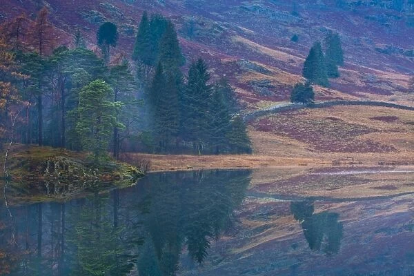 England, Cumbria, The Lake District. A misty dawn at Blea Tarn near Great Langdale