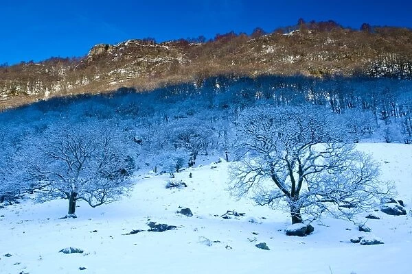 England, Cumbria, The Lake District. Snow covered trees in the Stonethwaite Valley