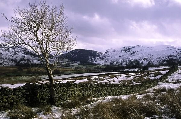 ENGLAND, Cumbria, Lake District National Park. A lonely tree on the farmed plains of Castlerigg Fell shortly after a