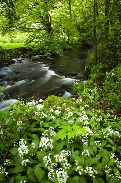 England, Cumbria, Lake District National Park. Yewdale Beck running through woodland