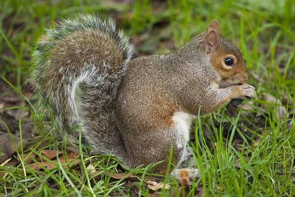 England, Greater London, City of Westminster. Grey Squirrel in Hyde Park (Royal Garden)