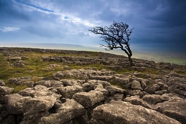 England, North Yorkshire, Twistleton Scar. Limestone pavement and Hawthorn Tree at Twistleton Scar in the Yorkshire Dales