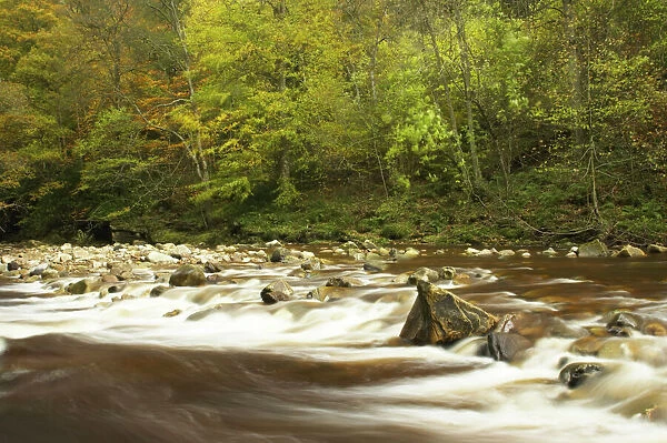 ENGLAND Northumberland Allen Banks The fast flowing waters of River Allen running through the tree clad Staward Gorge in Autumn ( National