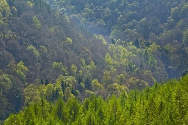 England, Northumberland, Allen Banks & Staward Gorge. Pine Tree Forest Plantation in the Staward Gorge National