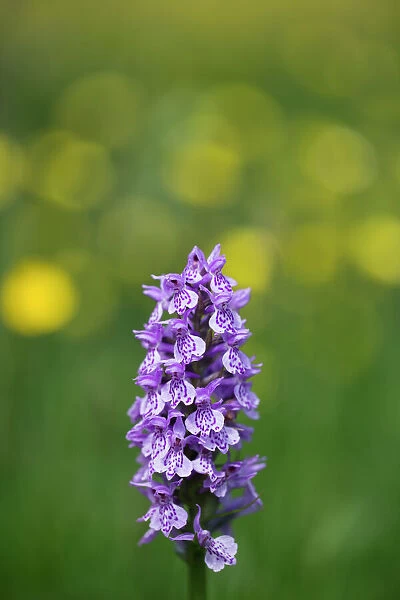 England, Northumberland, Common Spotted Orchid