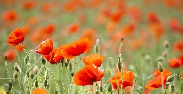 England, Northumberland, Corbridge. Poppy Field in Northumberland, UK