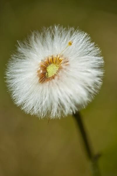 England, Northumberland, Cramilington, Detail shot of a Dandelion flower  /  head