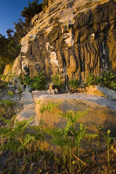 England, Northumberland, Kyloe Hills. Native ferns below an impressive Sandstone ridge formation found on the