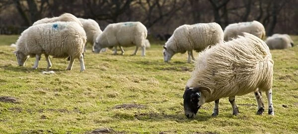 England, Northumberland, Northumberland National Park. Sheep grazing in a field in the Breamish Valley