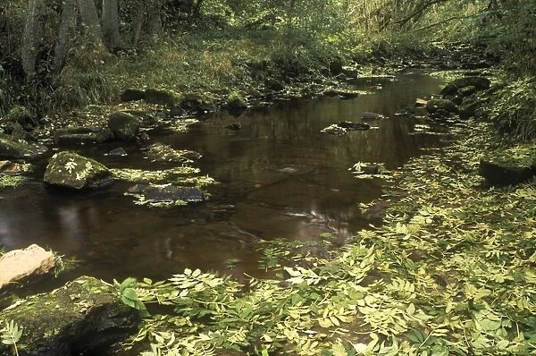 ENGLAND, Northumberland, Northumberland National Park. Hareshaw burn and the leaf covered floor of the
