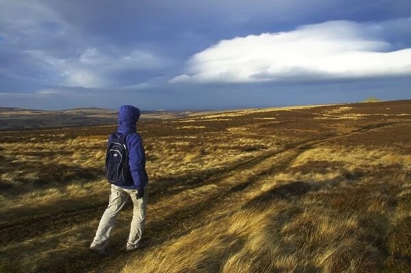 England, Northumberland, Northumberland National Park. Female hiker walking towards Carling Crags near the