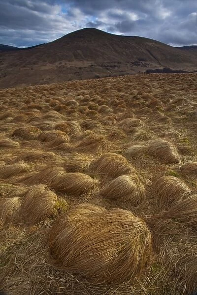 England, Northumberland, Northumberland National Park. Tussock on the remote hills of the Harthope Valley in the heart of the Northumberland