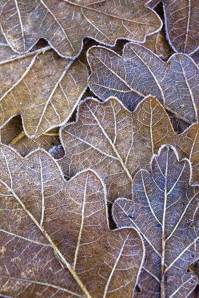 England, Northumberland, Plessey Woods Country Park. Detail of frost coated Oak leaves on the forest floor of the Plessey Woods