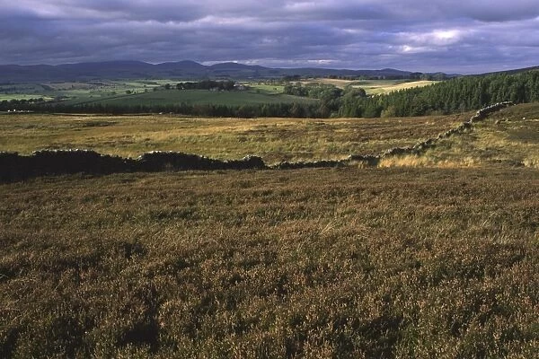 ENGLAND, Northumberland, Rothbury. The open moorland of the Rothbury Terraces a popular spot for local and