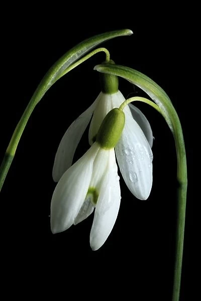 England, Northumberland, Snowdrop Flower