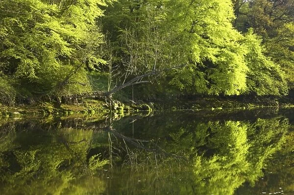 England, Northumberland, Warkworth. Spring foliage, reflected in the still waters of the River Coquet in Warkworth Village, located near the Northumberland