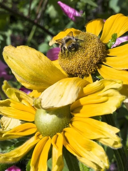 England, Scottish Borders, Bumble Bee