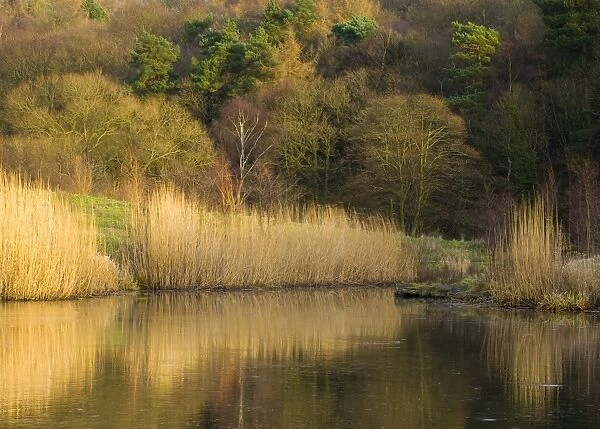 England, Tyne & Wear, Derwenthaugh Park. Lakeside reflections in the frozen water of Clockburn Lake in the