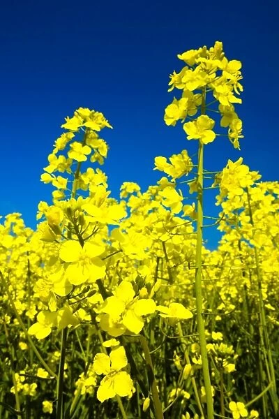 ENGLAND, Tyne & Wear, Holywell Dene. Fields of Rape growing in North Tyneside is a common sight due to the popularity of the Rapeseed oil which is extracted from