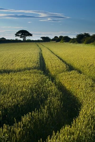 ENGLAND, Tyne & Wear, Holywell Dene. Farm track running through a field used for agriculture in North