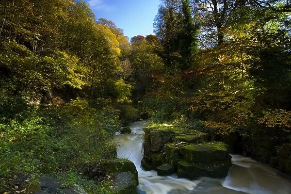 England, Tyne & Wear, Newcastle Upon Tyne. The Ouseburn flowing through autumnal woodland in Jesmond