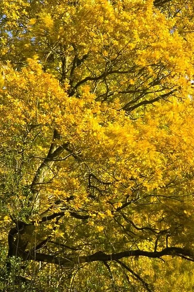 England, Tyne & Wear, Newcastle Upon Tyne. The autumn colours of trees in Jesmond Dene