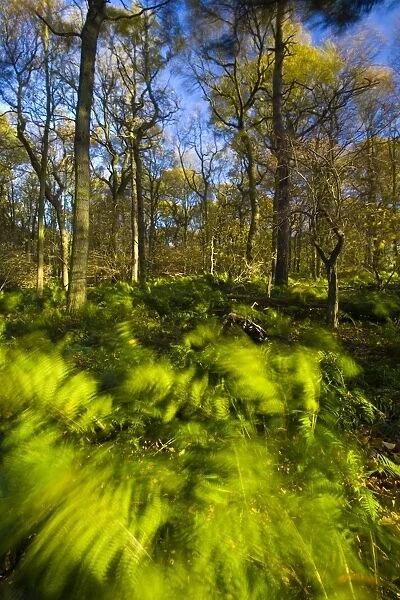 England, Tyne & Wear, Newcastle Upon Tyne. Ferns in woodland sway in a light autumnal wind