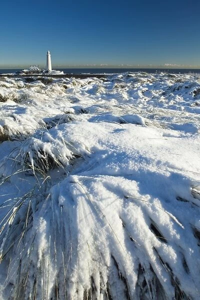 England, Tyne and Wear, St Marys Island and Lighthouse. Snow covered Tussock grass on the North Tyneside coast near the city of Newcastle