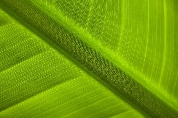 England, Tyne & Wear, Sunderland Winter Gardens. Detail shot of a palm leaf in the Sunderland Winter